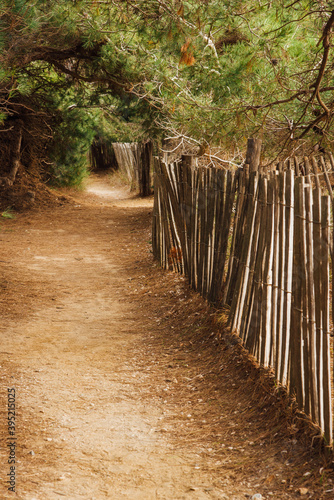 un chemin dans une forêt de pins avec une clôture en bois sur la Côte-d'Azur. 