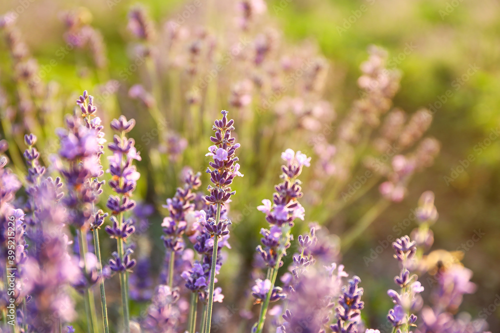 Beautiful blooming lavender on summer day, closeup Beautiful blooming lavender on summer day, closeup