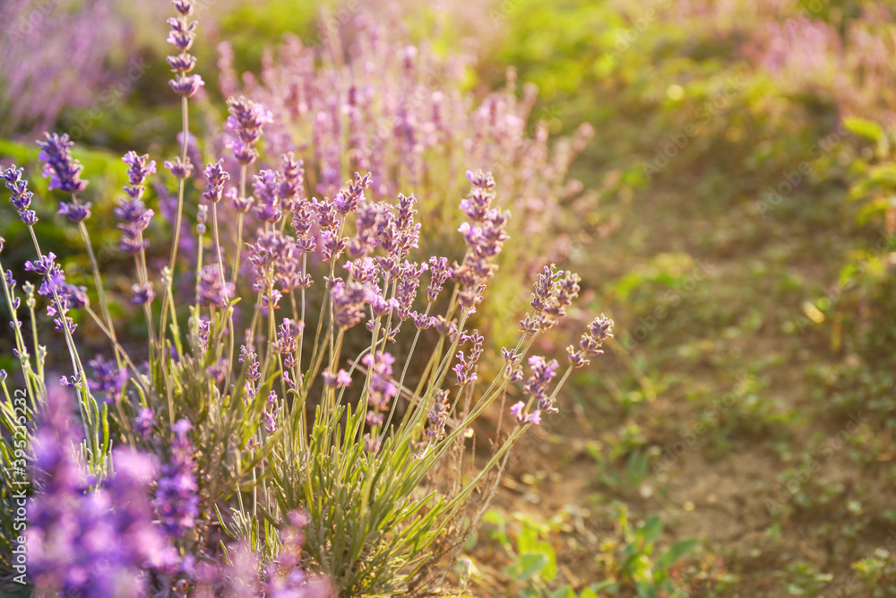 Fototapeta premium Golden Hour Lavender Field