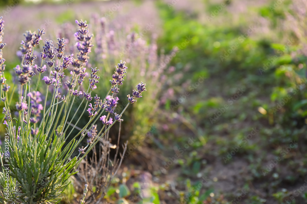 Beautiful blooming lavender on summer day Beautiful blooming lavender on summer day