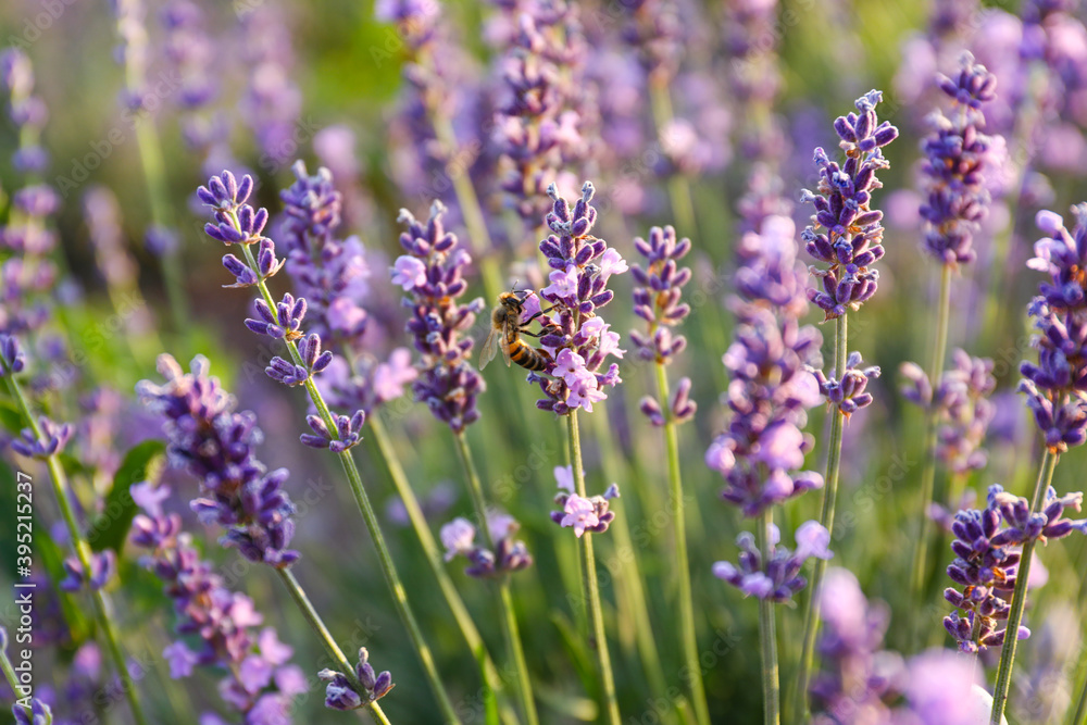 Beautiful blooming lavender on summer day, closeup Beautiful blooming lavender on summer day, closeup