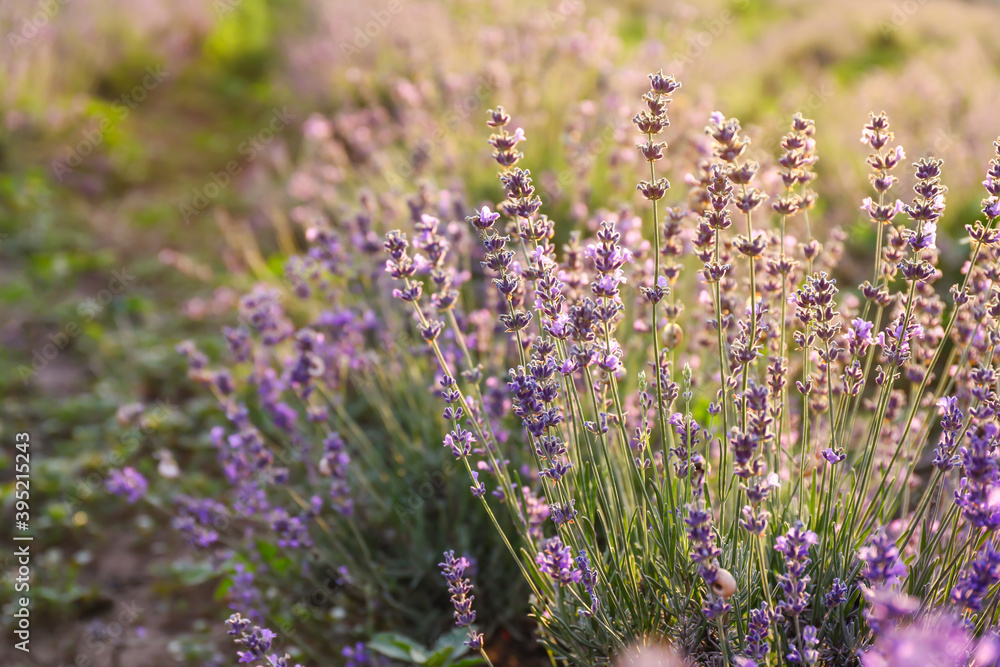 Beautiful blooming lavender on summer day Beautiful blooming lavender on summer day