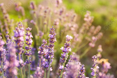 Beautiful blooming lavender on summer day  closeup