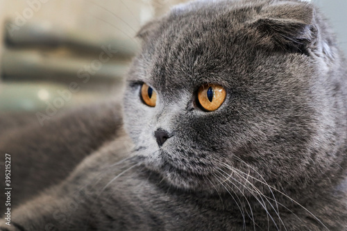 Scottish cat looks into the camera. Portrait of a gray animal with yellow eyes.