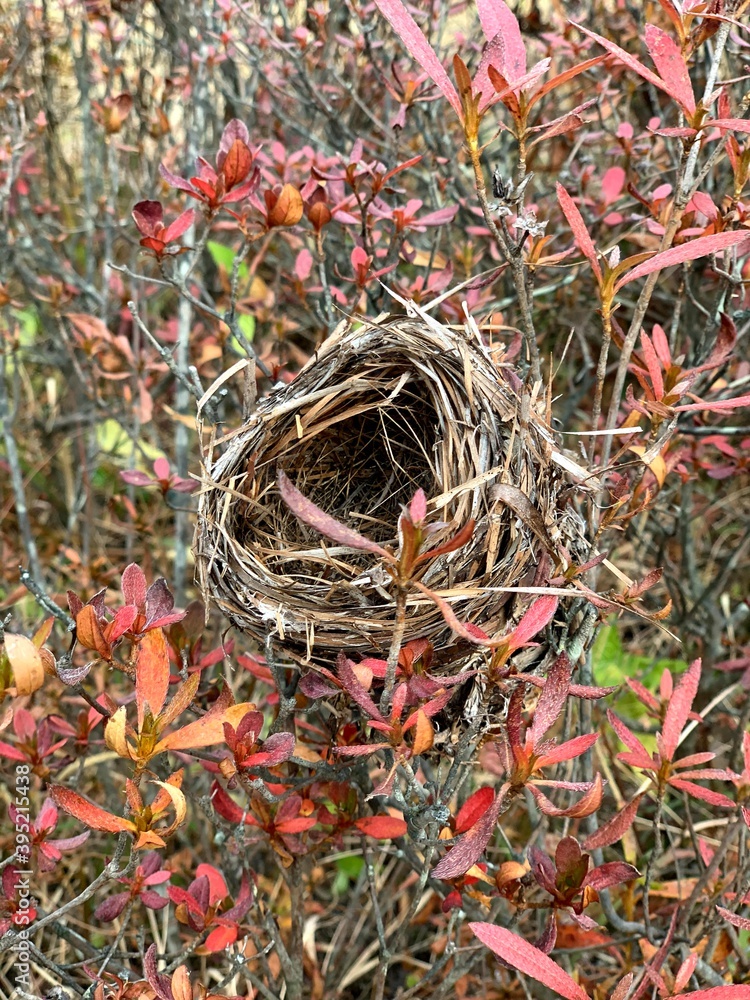 nest nest