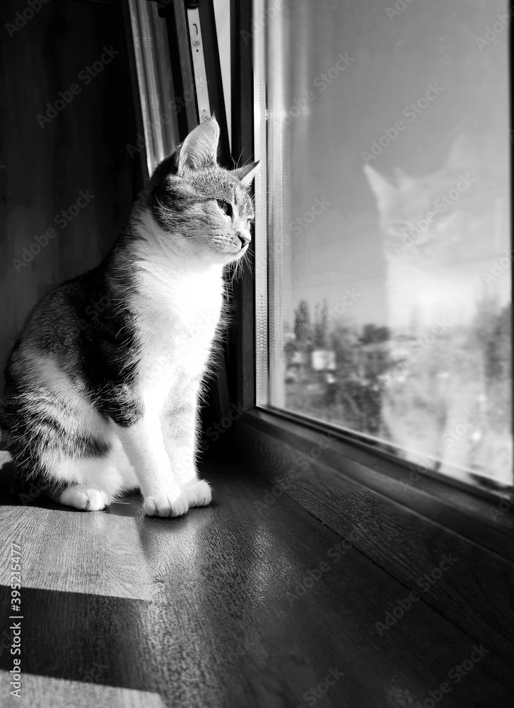 cat on the window, кот, кошка, чб кошка, кошка на окне Stock Photo | Adobe  Stock