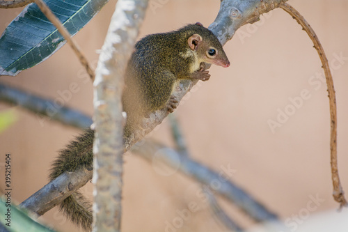  Treeshrew resting on the tree branch. photo