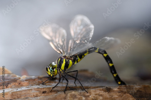 ミルンヤンマ産卵