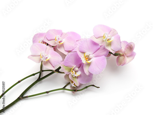 Fototapeta Naklejka Na Ścianę i Meble -  Beautiful orchid flowers on white background