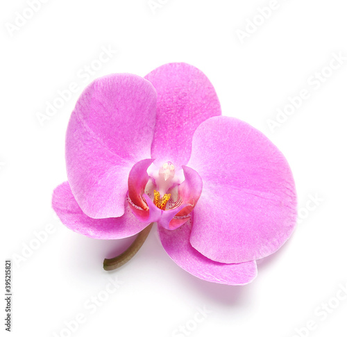 Beautiful orchid flower on white background