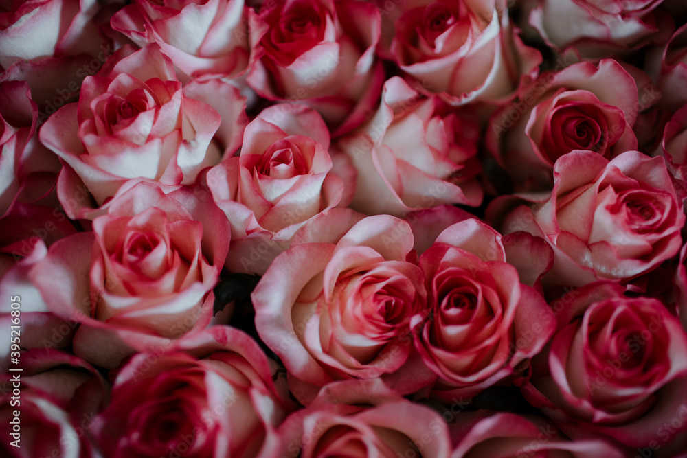 Rosa Rosen Rosa Rosen