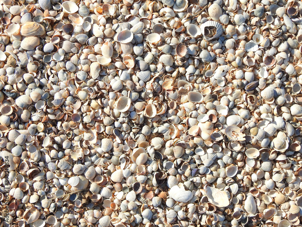 beach made of small seashells