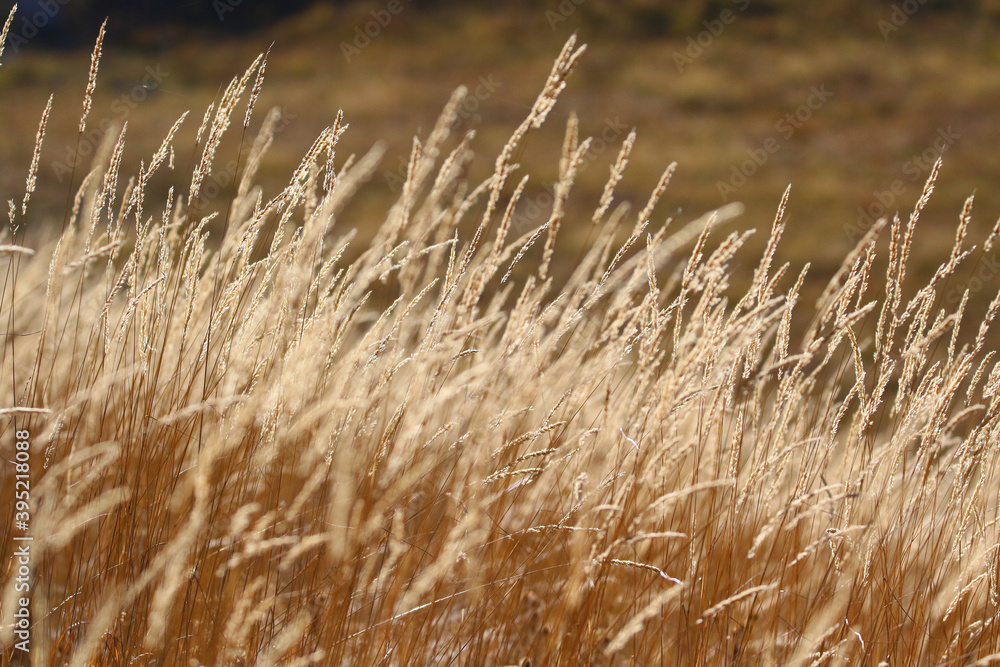 Obraz premium grass in the steppe