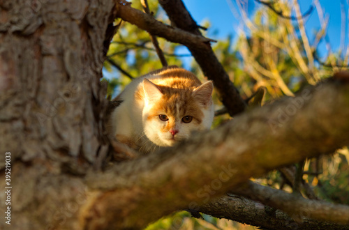 A cute cat sits on a tree in the nature