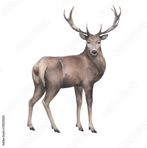 animal sketch beautiful red deer with big horns 2 forest inhabitant winter and New Year theme watercolor drawing