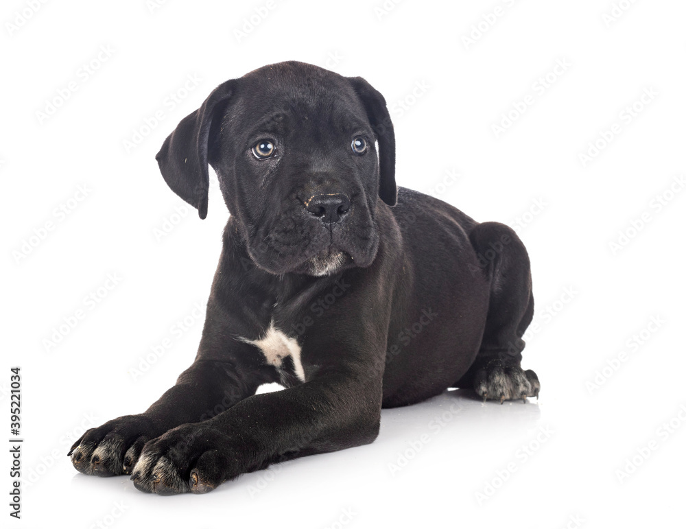 puppy cane corso