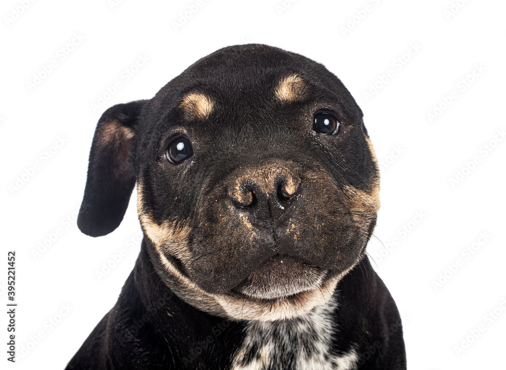 Obraz premium puppy american bully in studio