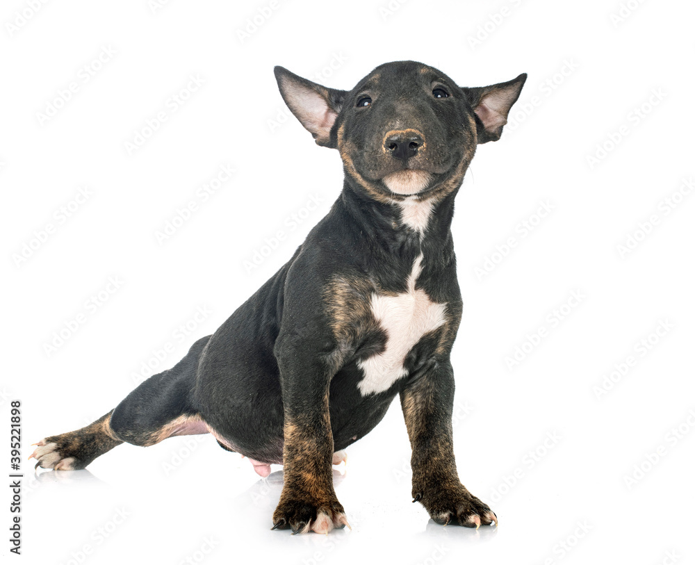 puppy Miniature Bull Terrier puppy Miniature Bull Terrier