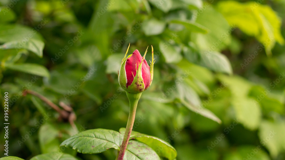 red rose about to blossom