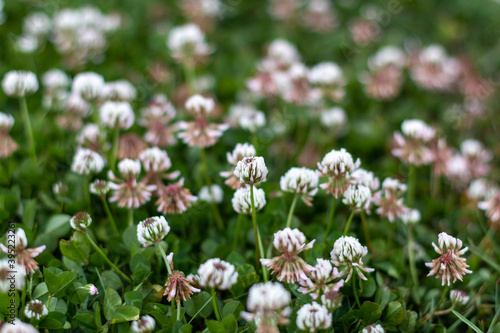 white spring flowers