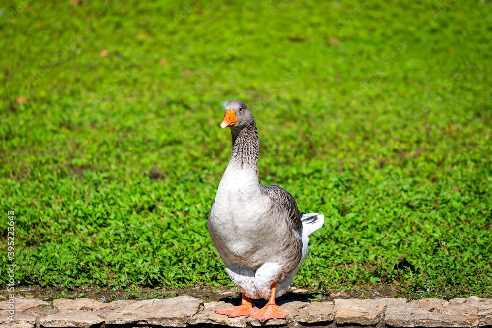 Fototapeta premium The gray home goose is domestic