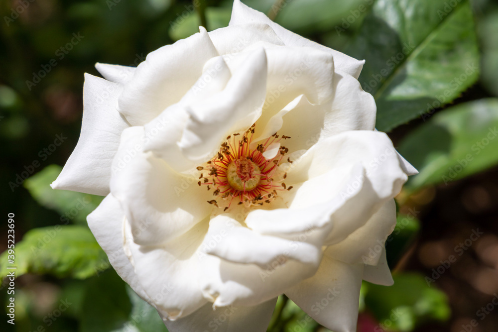 Obraz premium white rose flower