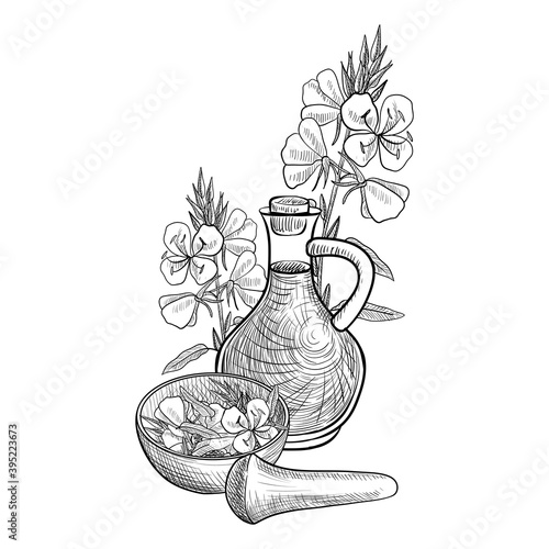 vector drawing evening primrose oil