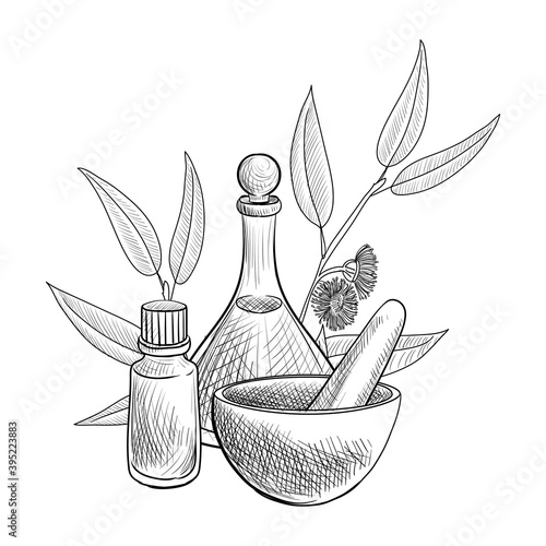vector drawing eucalyptus essential oil