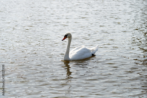 Fototapeta Naklejka Na Ścianę i Meble -  Mute Swan. Large white water bird. Floating on the lake