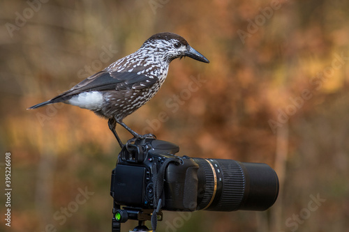 Tannenhäher (Nucifraga caryocatactes) photo