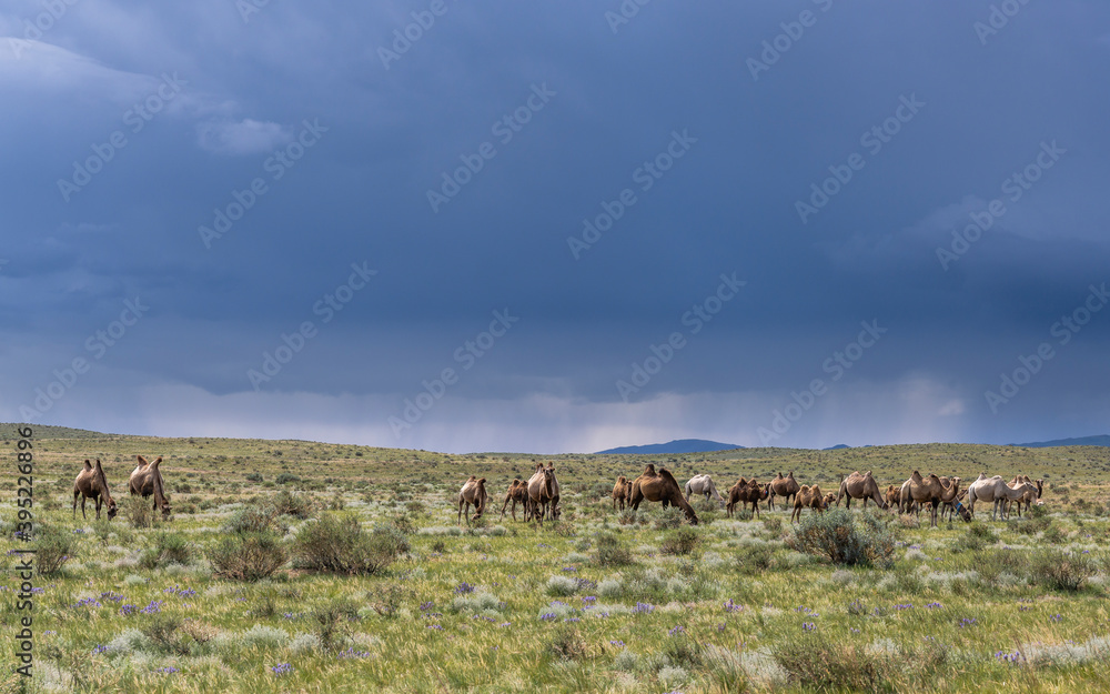 Herd of Camels Mongolia