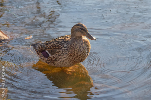 duck on the water in the rays of the setting sun