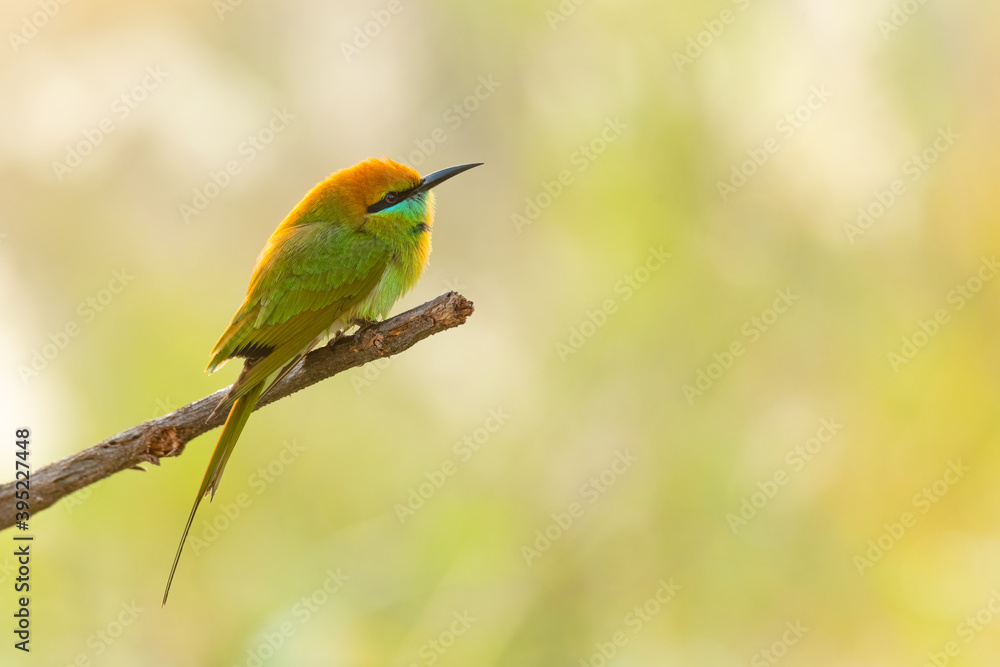 Green Bee-eaters perching on a perch looking into a distance Green Bee-eaters perching on a perch looking into a distance