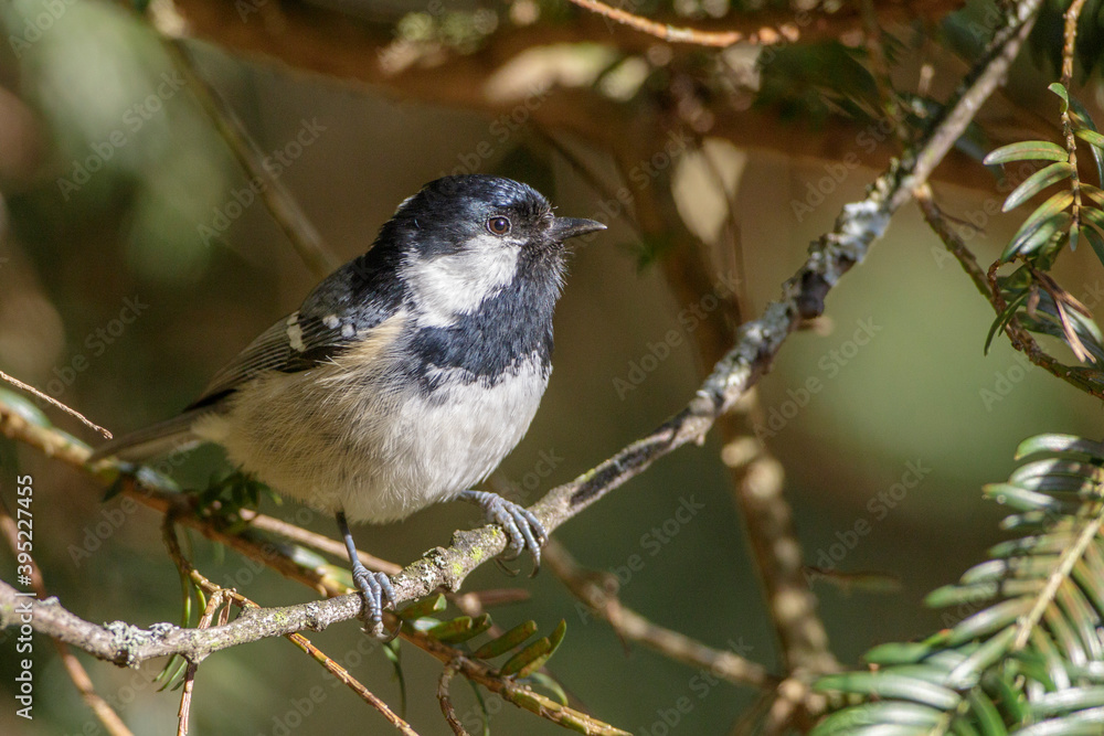 Fototapeta premium Tannenmeise (Periparus ater)