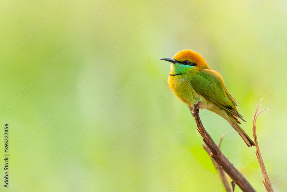 Green Bee-eaters perching on a perch looking into a distance