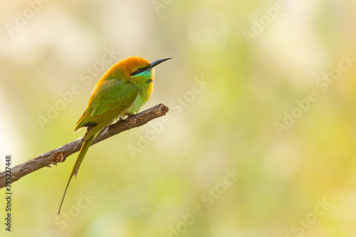 Green Bee-eaters perching on a perch looking into a distance © phichak