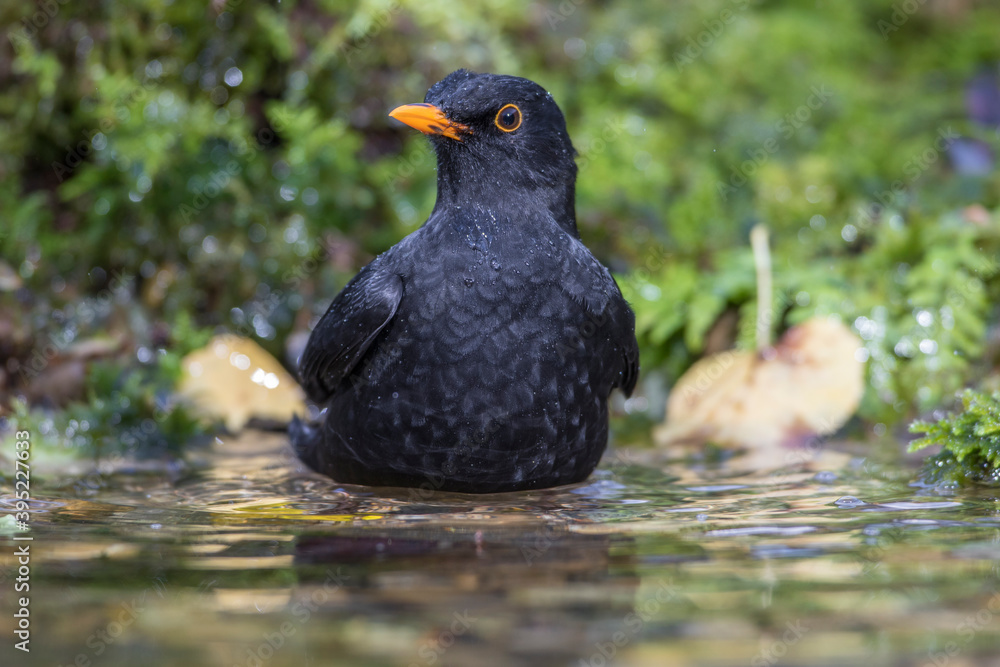 Amsel (Turdus merula) Männchen