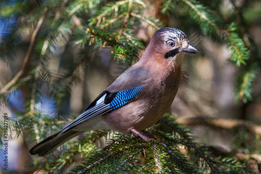 Eichelhäher (Garrulus glandarius) Eichelhäher (Garrulus glandarius)