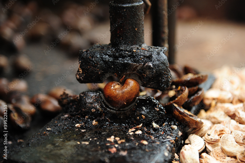 Fototapeta premium Peeling cashew nuts shell, selective focus