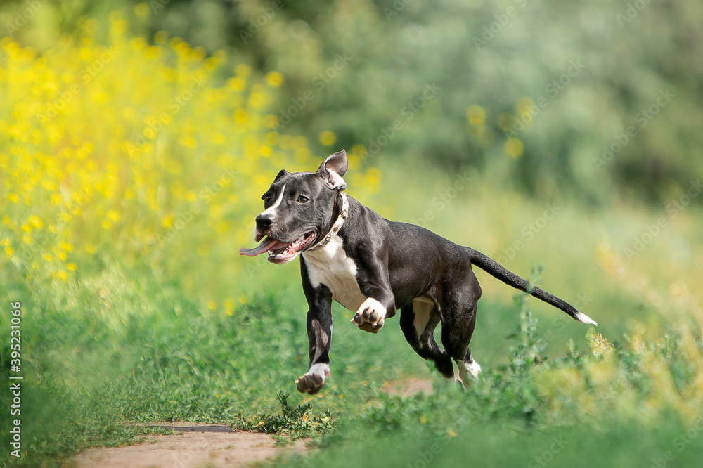 Beautiful American Staffordshire Terrier puppies running on green grass