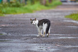 a stray cat is walking down the street