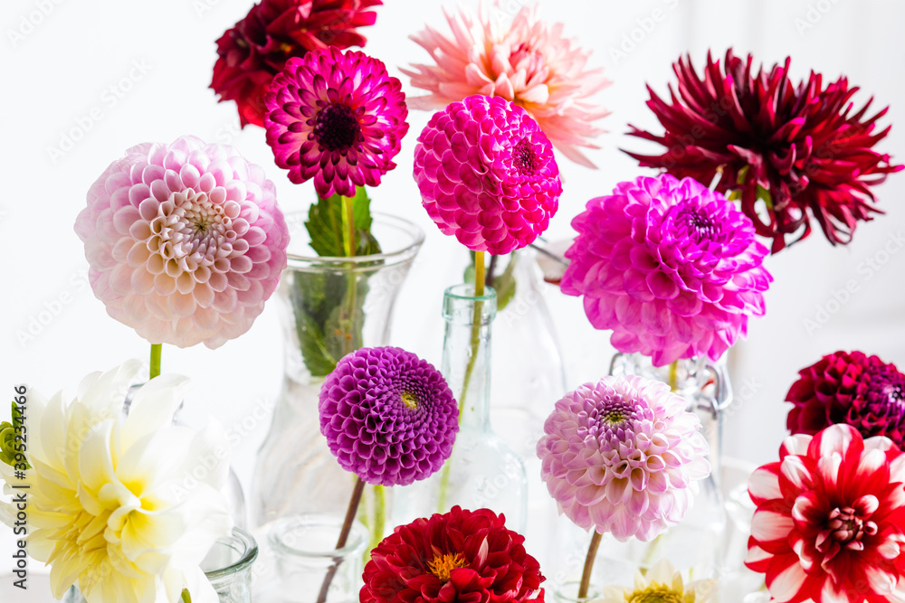 The delicate and colorful dahlia flowers during flowering