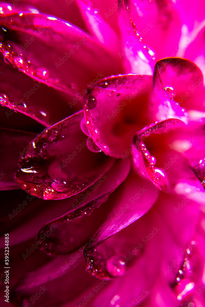 Super macro water drops on the pink dahlia
