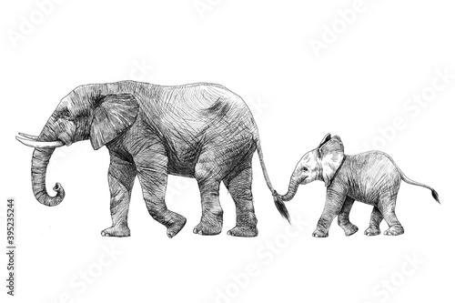 Fototapeta Beautiful stock pencil illustration with safari elephant family.