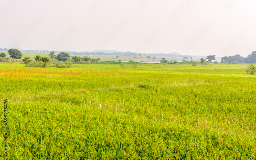 Agricultural paddy farm fields in rural India