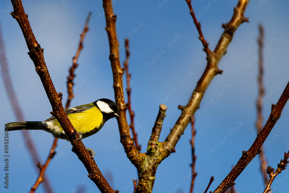 Naklejka premium yellow wagtail on a branch