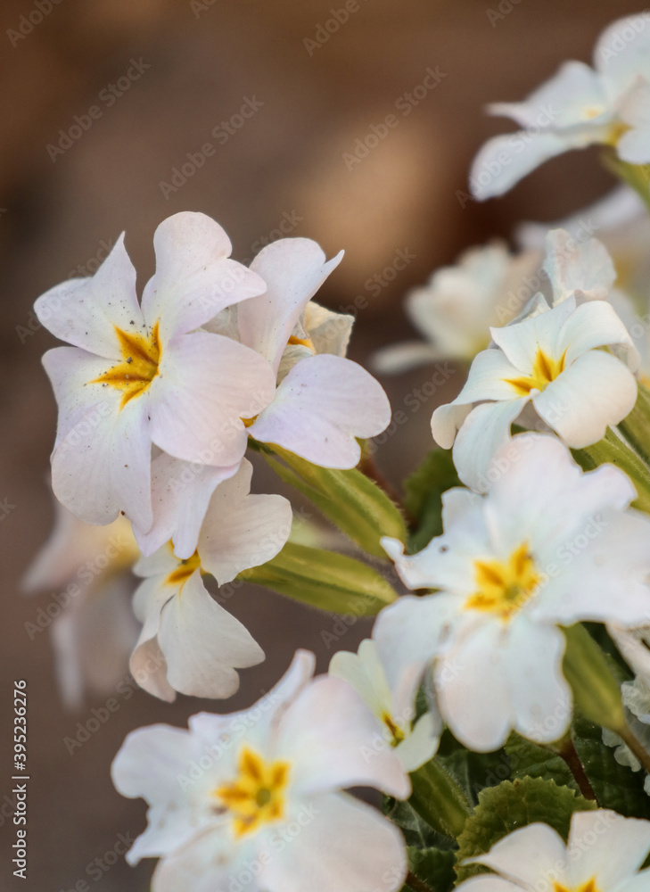 Many white flowers grow in the garden near the house. Many white flowers grow in the garden near the house.