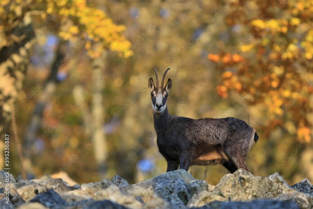 Chamois, Rupicapra rupicapra, in the stone hill. Studenec hill, Czech Republic. Animal from Alp. Wildlife scene with animal. Autumn scene with chamois. Chamois, Rupicapra rupicapra, in the stone hill. Studenec hill, Czech Republic. Animal from Alp. Wildlife scene with animal. Autumn scene with chamois.