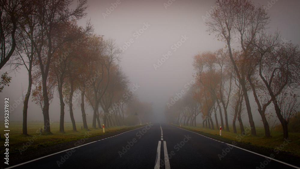 Fototapeta premium road in the fog