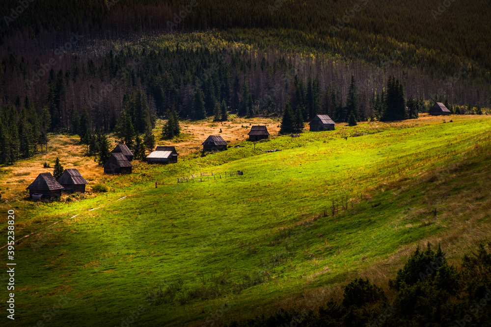 Fototapeta premium herd of cows in the mountains